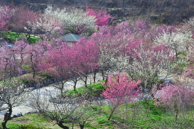 いなべ市梅林公園
(c)NOBUAKI SUMIDA/SEBUN PHOTO