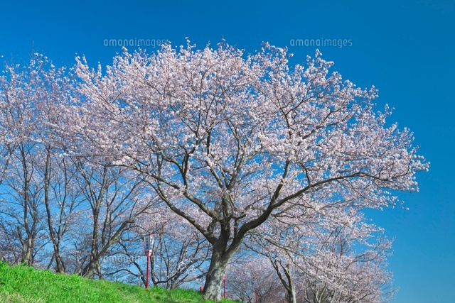 宮川堤の桜
(c)NOBUAKI SUMIDA/SEBUN PHOTO