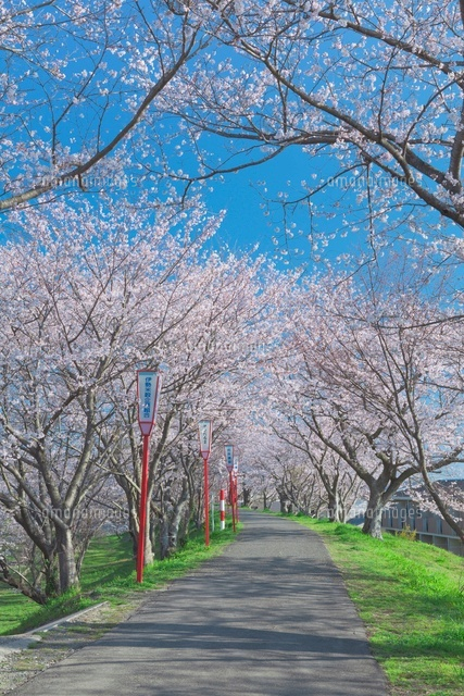 宮川堤の桜
(c)NOBUAKI SUMIDA/SEBUN PHOTO