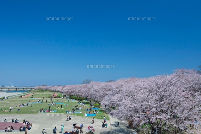 宮川堤の桜
(c)NOBUAKI SUMIDA/SEBUN PHOTO