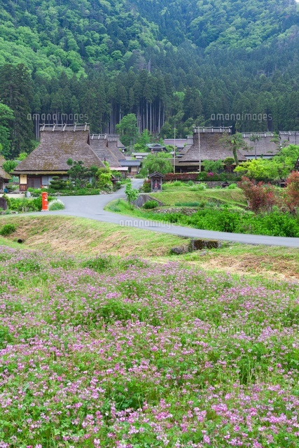 レンゲの花とカヤブキ民家
(c)NOBUAKI SUMIDA/SEBUN PHOTO