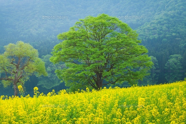 北竜湖のナノハナ畑
(c)NOBUAKI SUMIDA/SEBUN PHOTO