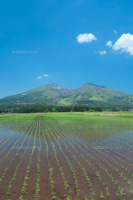 磐梯山と水田
(c)NOBUAKI SUMIDA/SEBUN PHOTO