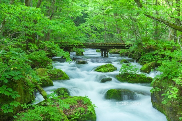新緑の奥入瀬渓流
(c)NOBUAKI SUMIDA/SEBUN PHOTO