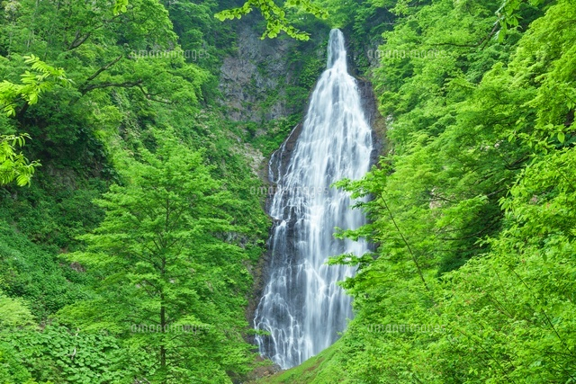 新緑のくろくまの滝
(c)NOBUAKI SUMIDA/SEBUN PHOTO