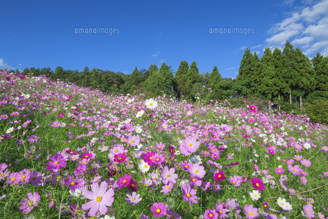 夢の平スキー場のコスモス
(c)NOBUAKI SUMIDA/SEBUN PHOTO