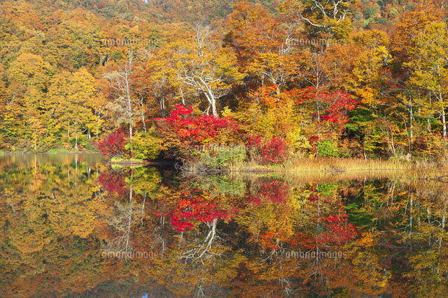 鎌池と紅葉
(c)NOBUAKI SUMIDA/SEBUN PHOTO
