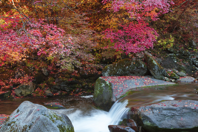 紅葉の横谷渓谷
(c)NOBUAKI SUMIDA/SEBUN PHOTO