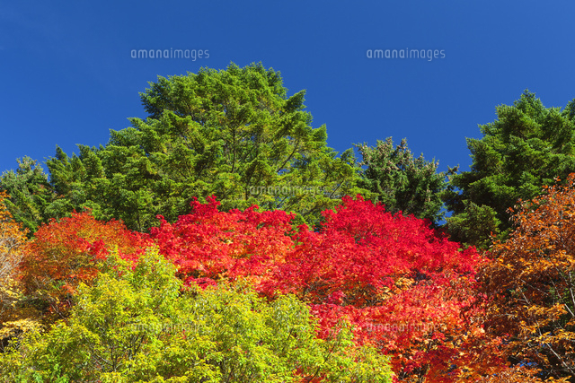 紅葉の横谷渓谷
(c)NOBUAKI SUMIDA/SEBUN PHOTO
