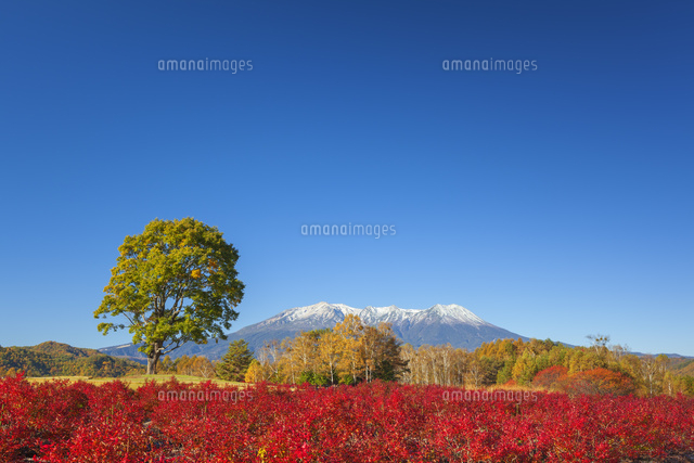 ブルーベリーの紅葉と御嶽山
(c)NOBUAKI SUMIDA/SEBUN PHOTO