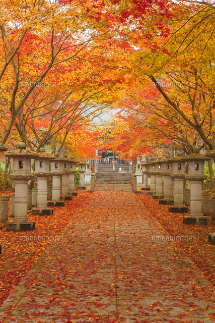 紅葉の弘浪山高山寺参道と灯篭
(c)NOBUAKI SUMIDA/SEBUN PHOTO