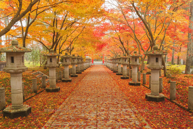 紅葉の弘浪山高山寺参道と灯篭
(c)NOBUAKI SUMIDA/SEBUN PHOTO