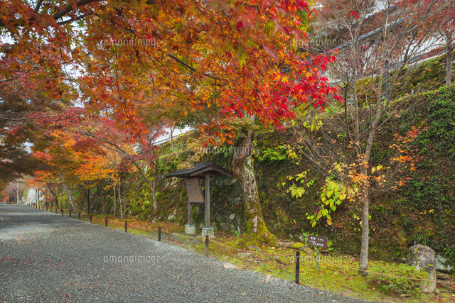 紅葉の三千院参道
(c)NOBUAKI SUMIDA/SEBUN PHOTO
