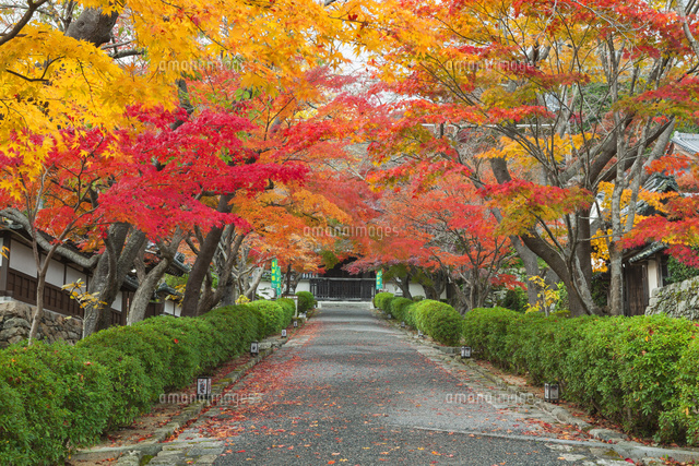 紅葉の西教寺参道
(c)NOBUAKI SUMIDA/SEBUN PHOTO