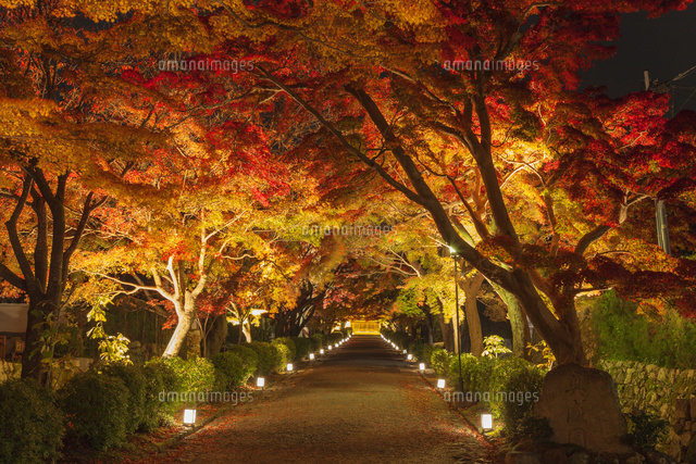 紅葉の西教寺参道のライトアップ
(c)NOBUAKI SUMIDA/SEBUN PHOTO