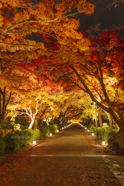 紅葉の西教寺参道のライトアップ
(c)NOBUAKI SUMIDA/SEBUN PHOTO