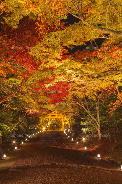 紅葉の日吉大社のライトアップ
(c)NOBUAKI SUMIDA/SEBUN PHOTO