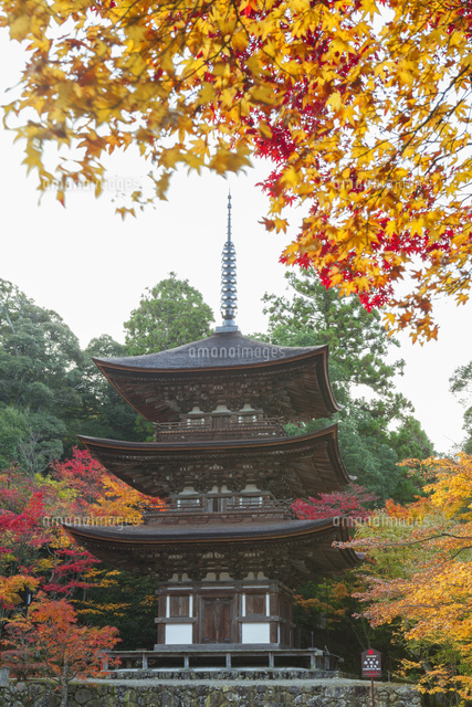 紅葉の西明寺の三重塔
(c)NOBUAKI SUMIDA/SEBUN PHOTO