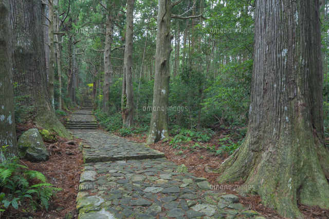熊野古道の大門坂
(c)NOBUAKI SUMIDA/SEBUN PHOTO