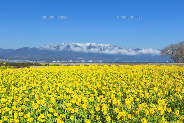 ナノハナと雪の比良山と琵琶湖
(c)NOBUAKI SUMIDA/SEBUN PHOTO