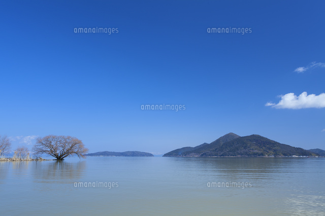 琵琶湖と一本の木と沖島
(c)NOBUAKI SUMIDA/SEBUN PHOTO