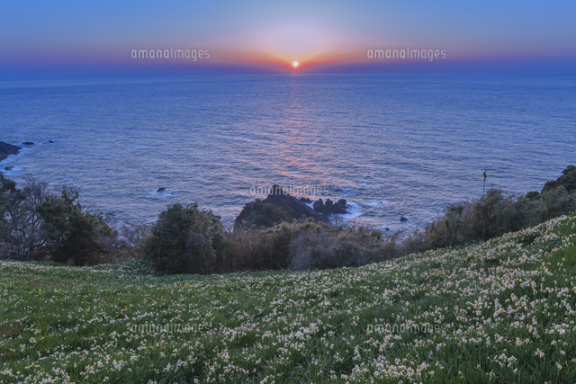 越前海岸のスイセンと夕日
(c)NOBUAKI SUMIDA/SEBUN PHOTO