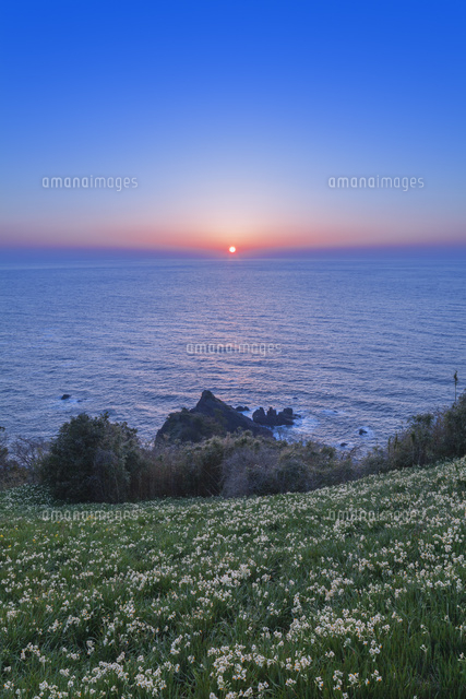 越前海岸のスイセンと夕日
(c)NOBUAKI SUMIDA/SEBUN PHOTO