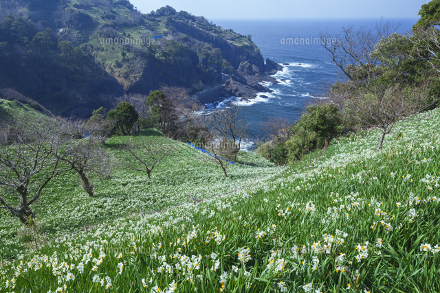 越前海岸のスイセンと呼鳥門
(c)NOBUAKI SUMIDA/SEBUN PHOTO