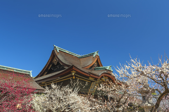 梅の北野天満宮の三光門
(c)NOBUAKI SUMIDA/SEBUN PHOTO