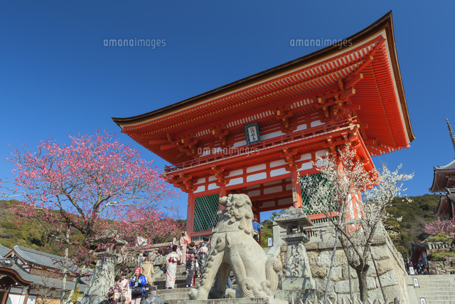紅梅と清水寺の仁王門
(c)NOBUAKI SUMIDA/SEBUN PHOTO