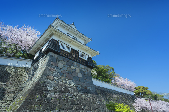 桜と玖島城
(c)NOBUAKI SUMIDA/SEBUN PHOTO