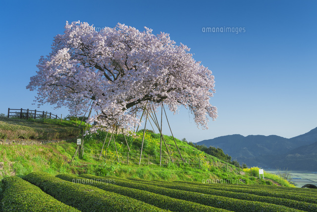 吉田の百年桜と茶畑と青空
(c)NOBUAKI SUMIDA/SEBUN PHOTO