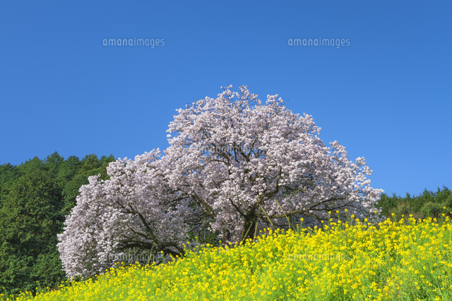 吉田の百年桜とナノハナと青空
(c)NOBUAKI SUMIDA/SEBUN PHOTO