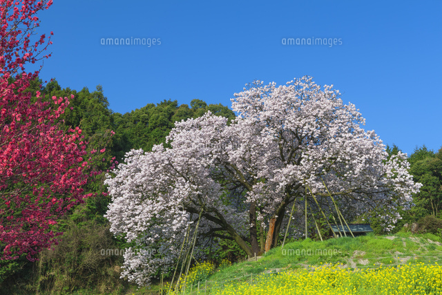 吉田の百年桜とハナモモと青空
(c)NOBUAKI SUMIDA/SEBUN PHOTO