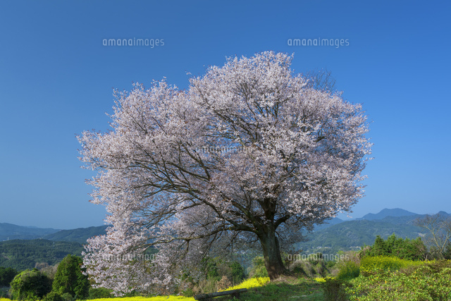 馬場の山桜
(c)NOBUAKI SUMIDA/SEBUN PHOTO