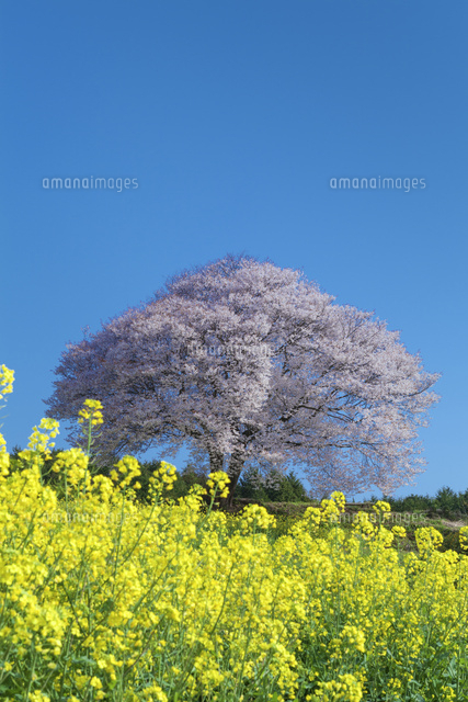 馬場の山桜とナノハナ
(c)NOBUAKI SUMIDA/SEBUN PHOTO