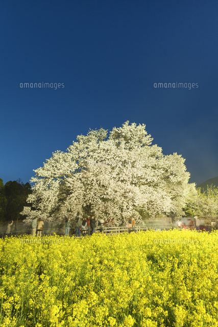 一心行の大桜のライトアップ
(c)NOBUAKI SUMIDA/SEBUN PHOTO
