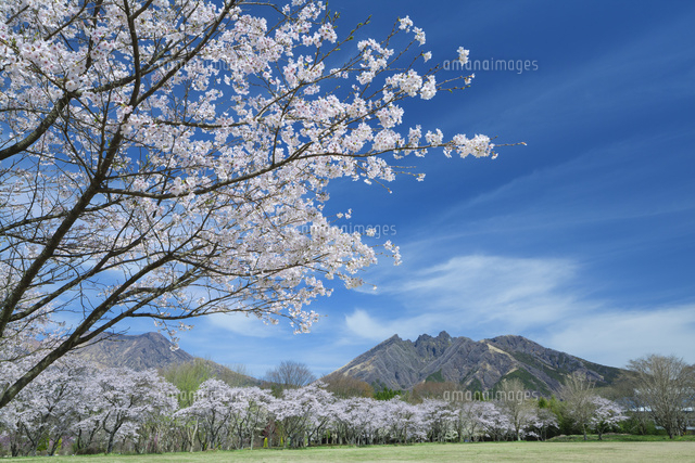 根子岳と桜
(c)NOBUAKI SUMIDA/SEBUN PHOTO