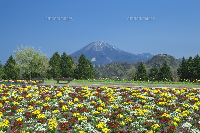 ビオラと大山
(c)NOBUAKI SUMIDA/SEBUN PHOTO