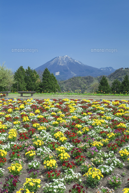 ビオラと大山
(c)NOBUAKI SUMIDA/SEBUN PHOTO