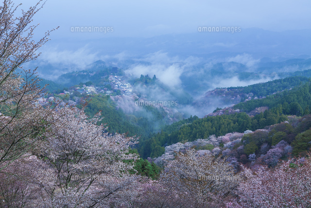 吉野山の桜と雲海
(c)NOBUAKI SUMIDA/SEBUN PHOTO