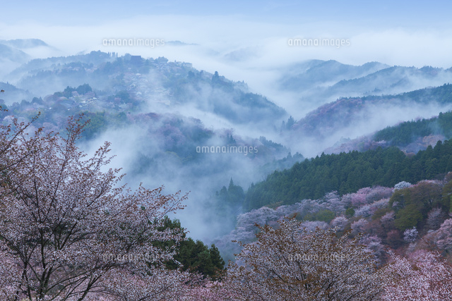 吉野山の桜と雲海
(c)NOBUAKI SUMIDA/SEBUN PHOTO