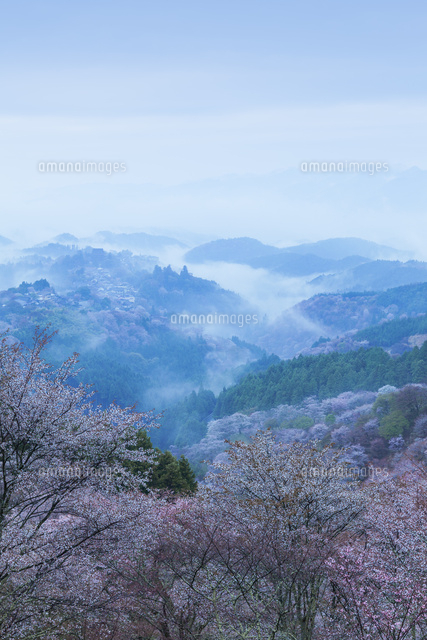 吉野山の桜と雲海
(c)NOBUAKI SUMIDA/SEBUN PHOTO