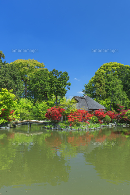 梅宮大社のツツジと神苑
(c)NOBUAKI SUMIDA/SEBUN PHOTO
