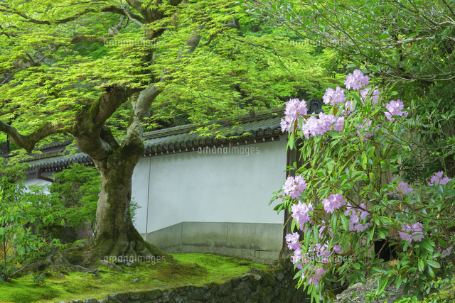 新緑の南禅寺のシャクナゲ
(c)NOBUAKI SUMIDA/SEBUN PHOTO