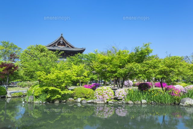 東寺の金堂とツツジ
(c)NOBUAKI SUMIDA/SEBUN PHOTO