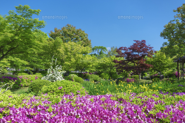 東寺の新緑とツツジ
(c)NOBUAKI SUMIDA/SEBUN PHOTO