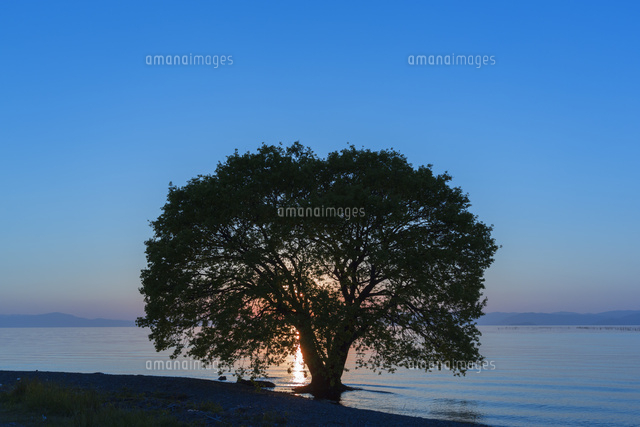 琵琶湖と一本の木の夕日
(c)NOBUAKI SUMIDA/SEBUN PHOTO