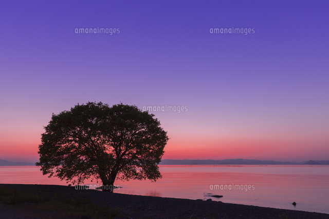 琵琶湖と一本の木の夕景
(c)NOBUAKI SUMIDA/SEBUN PHOTO