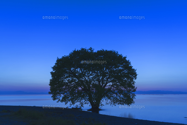 琵琶湖と一本の木の夕景
(c)NOBUAKI SUMIDA/SEBUN PHOTO